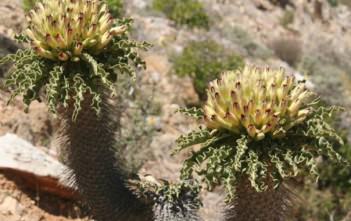 Pachypodium namaquanum – Elephant’s Trunk Pachypodium namaquanum - Elephant's Trunk, Club Foot, Halfmens
