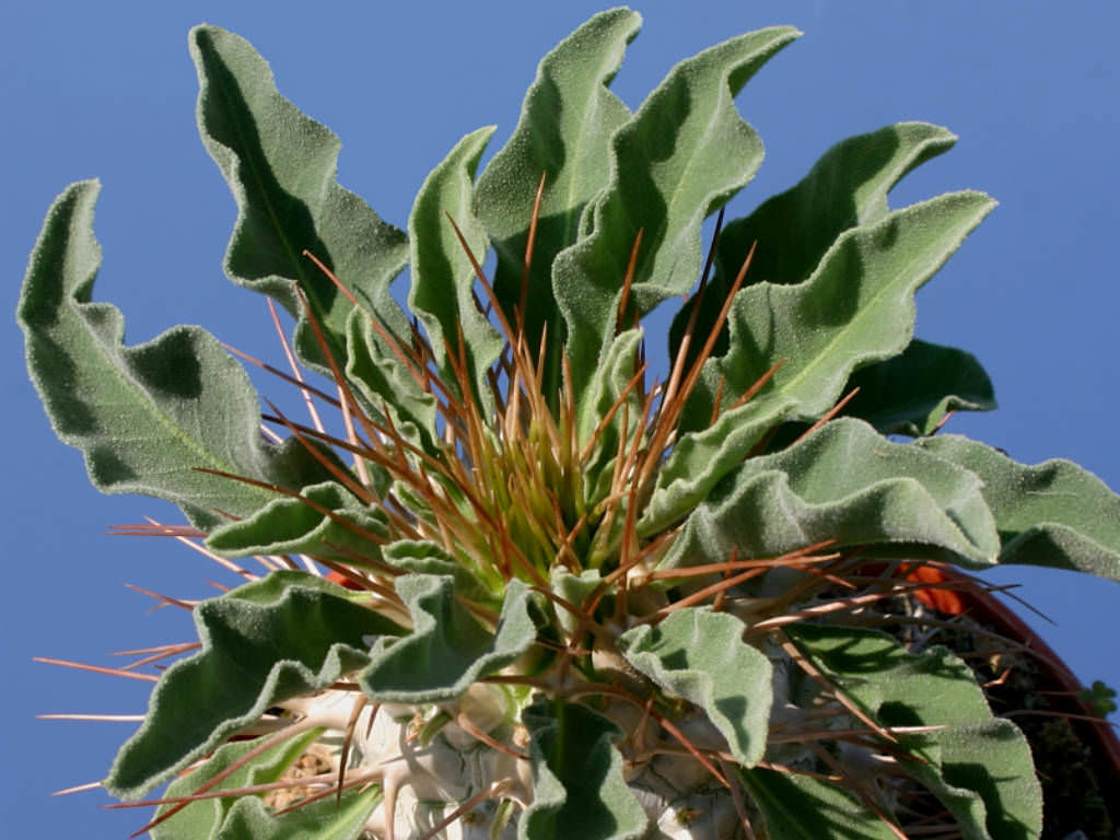 Pachypodium Namaquanum Elephants Trunk World Of Succulents