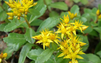 Phedimus aizoon (Sedum aizoon) – Aizoon Stonecrop Phedimus aizoon (Sedum aizoon) - Aizoon Stonecrop