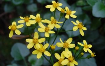 Senecio angulatus – Climbing Groundsel Senecio angulatus - Climbing Groundsel, Creeping Groundsel, Cape Ivy