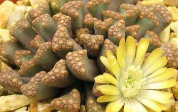 Titanopsis hugo-schlechteri – Jewel Plant Titanopsis hugo-schlechteri - Jewel Plant, Living Rock