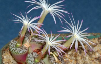 Conophytum obcordellum – Dumpling Conophytum obcordellum - Dumpling