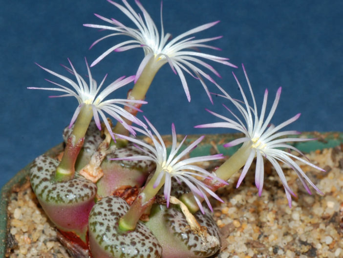 Conophytum obcordellum - Dumpling