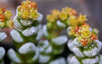 Crassula corallina – Coral Crassula Crassula corallina - Coral Crassula