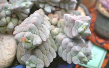 Crassula deceptor Crassula deceptor