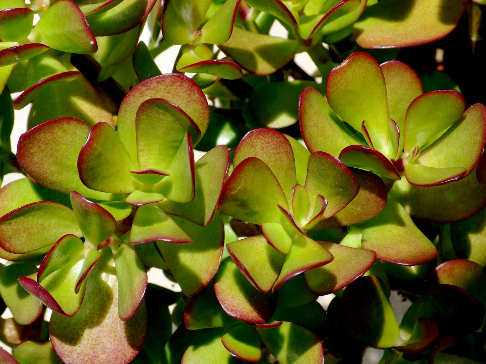 crassula ovata jade plant tree money care leaves grow succulents planta plants pretty than just lucky suculenta worldofsucculents jad arborele
