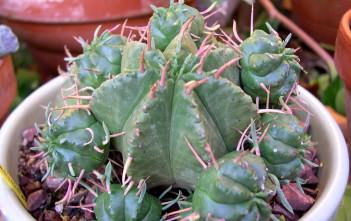 Euphorbia pulvinata – Pincushion Euphorbia Euphorbia pulvinata - Pincushion Euphorbia