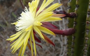 Jasminocereus thouarsii – Candelabra Cactus Jasminocereus thouarsii – Candelabra Cactus