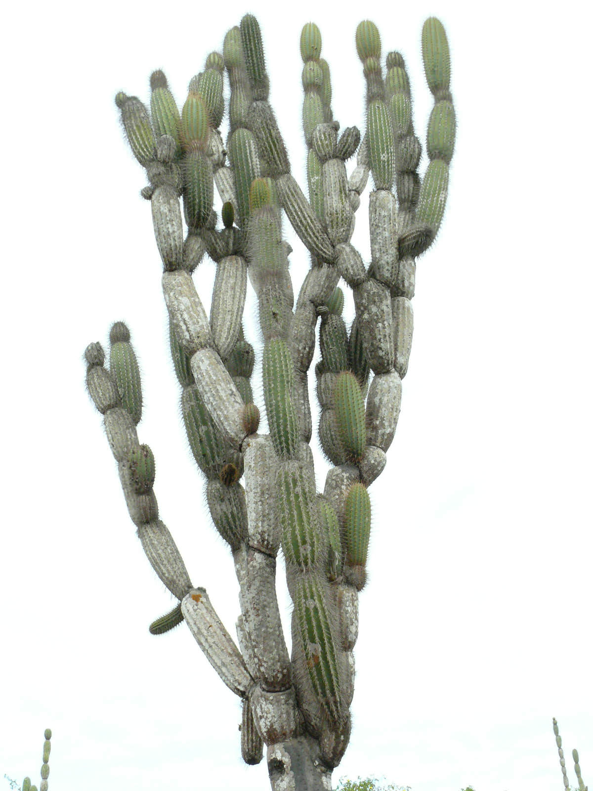 Jasminocereus thouarsii Candelabra Cactus World of Succulents