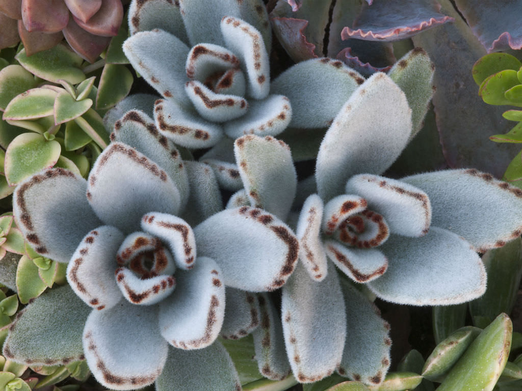 Kalanchoe tomentosa Panda Plant World of Succulents