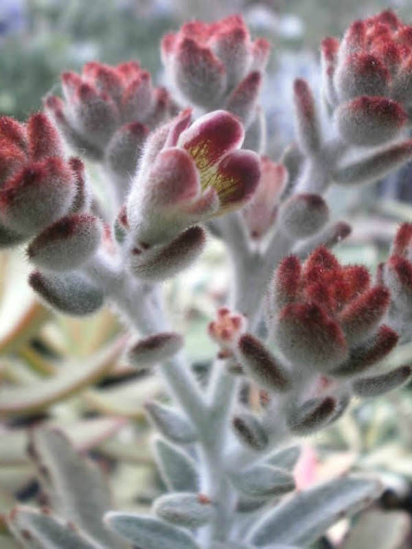 Kalanchoe tomentosa Panda Plant World of Succulents