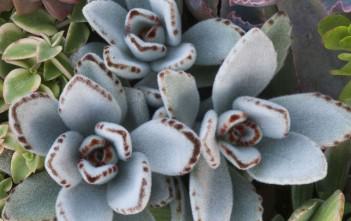 Kalanchoe tomentosa – Panda Plant Kalanchoe tomentosa – Panda Bear Plant