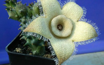 Orbea ciliata (Stapelia ciliata) – Starfish Stapelia Orbea ciliata (Stapelia ciliata) - Starfish Stapelia, Double Crown