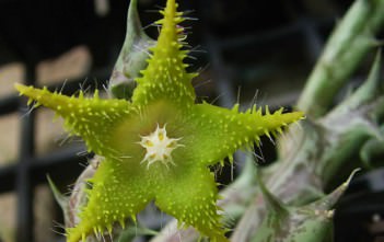 Orbea dummeri (Stapelia dummeri) Orbea dummeri (Stapelia dummeri)