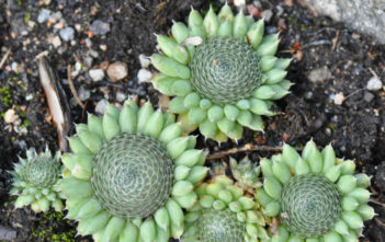 Orostachys spinosa – Dunce’s Caps, Chinese Dunce Cap Orostachys spinosa - Dunce's Caps, Chinese Dunce Cap