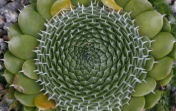 Orostachys spinosa – Dunce’s Caps, Chinese Dunce Cap Orostachys spinosa - Dunce's Caps, Chinese Dunce Cap