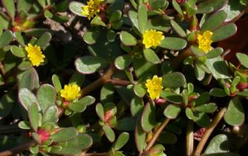 Portulaca oleracea – Common Purslane, Moss Rose Portulaca oleracea - Common Purslane