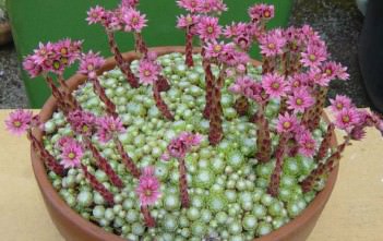 How to Grow and Care for a Cobweb Houseleek (Sempervivum arachnoideum) Sempervivum arachnoideum