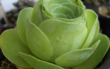 Aeonium aureum – Green Rose Buds Aeonium aureum - Green Rose Buds