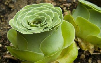 Aeonium dodrantale (Greenovia dodrantalis) Aeonium dodrantale (Greenovia dodrantalis)