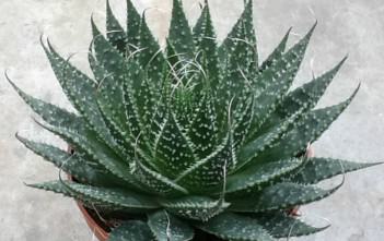 Lace Aloe Juice to Refresh Body and Mind Aloe aristata - Lace Aloe, Torch Plant