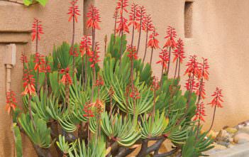 Aloe plicatilis – Fan Aloe Aloe plicatilis - Fan Aloe