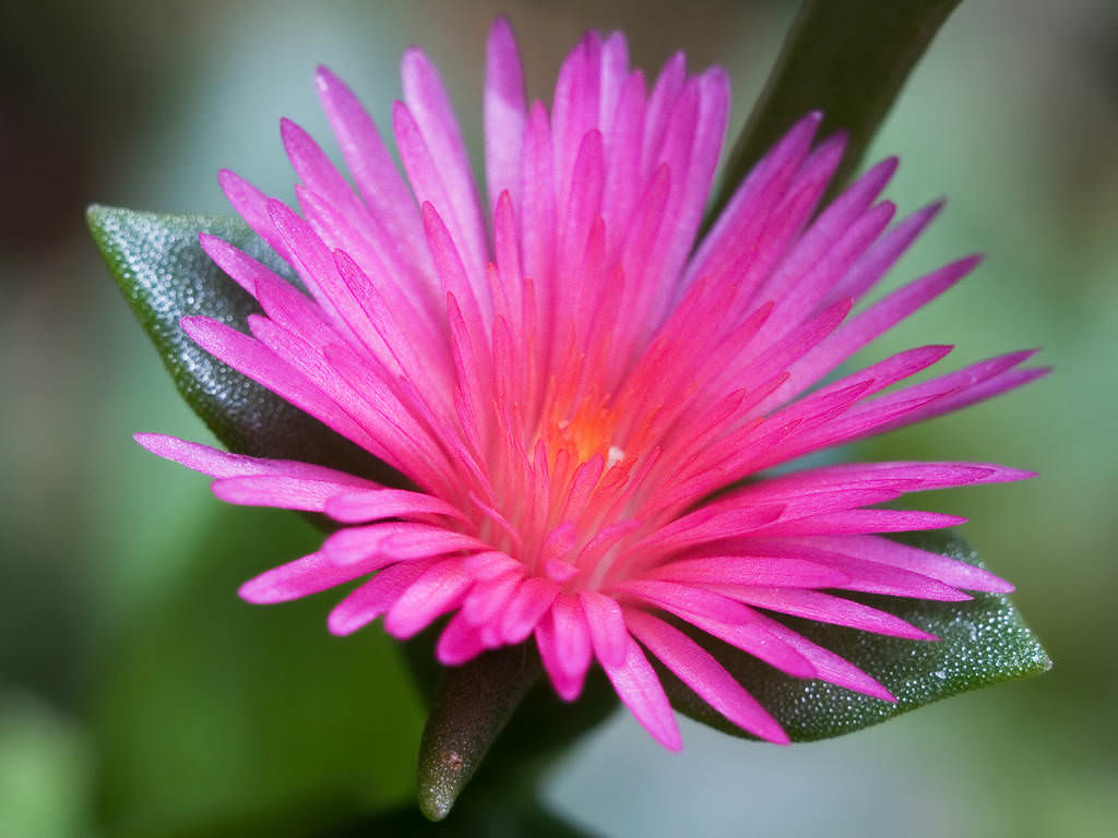 Aptenia cordifolia Baby Sun Rose, Heartleaf Iceplant