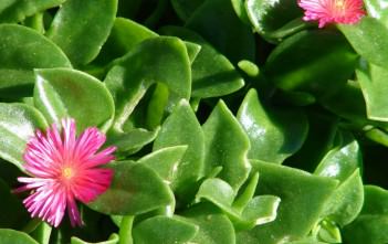 Aptenia cordifolia – Baby Sun Rose, Heartleaf Iceplant Aptenia cordifolia - Baby Sun Rose, Heartleaf Iceplant