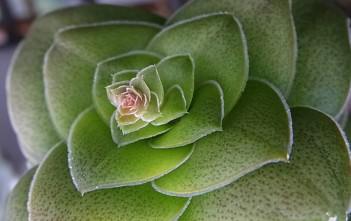 Crassula hemisphaerica Crassula hemisphaerica