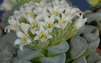 Crassula mesembrianthemopsis Crassula mesembrianthemopsis-Flowers