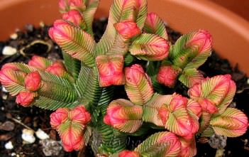Crassula pyramidalis – Pagoda Mini Jade Crassula pyramidalis - Pagoda Mini Jade