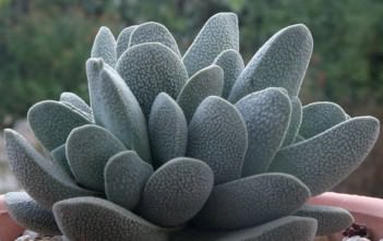 Crassula tecta – Lizard Skin Crassula Crassula tecta