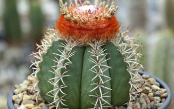 Melocactus matanzanus – Dwarf Turk’s Cap Cactus Melocactus matanzanus - Dwarf Turk's Cap Cactus