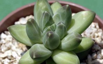 Pachyphytum compactum Pachyphytum compactum