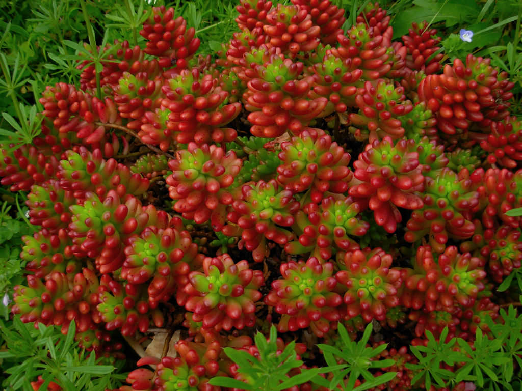 Sedum rubrotinctum Jelly Bean Plant World of Succulents