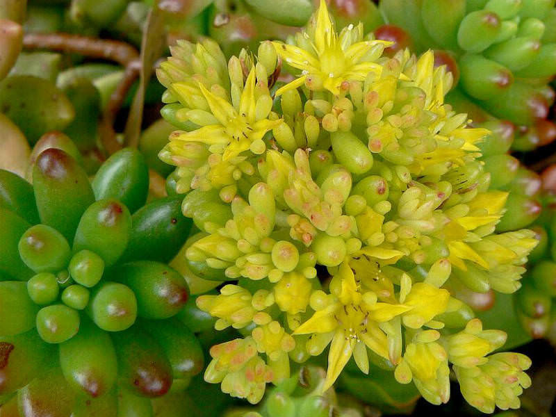 sedum rubrotinctum jelly bean plant christmas cheer repotting christmas cactus
