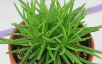 Senecio barbertonicus – Succulent Bush Senecio Senecio barbertonicus - Succulent Bush Senecio, Barberton Groundsel