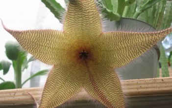 Stapelia gigantea – Starfish Flower, Zulu Giant Stapelia gigantea - Starfish Flower, Zulu Giant