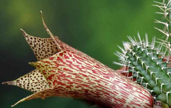 Tavaresia barklyi – Thimble Flower, Devil’s Trumpet Tavaresia barklyi - Thimble Flower, Devil's Trumpet