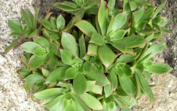 Aeonium decorum – Green Pinwheel Aeonium decorum - Green Pinwheel