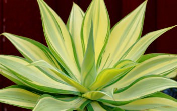 Agave attenuata ‘Variegata’ – Variegated Fox Tail Agave Agave attenuata 'Variegata' - Variegated Fox Tail Agave, Variegated Lion's Tail, Variegated Swan's Neck