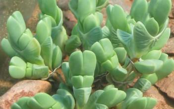 Braunsia apiculata – Ice Plant Braunsia apiculata - Ice Plant