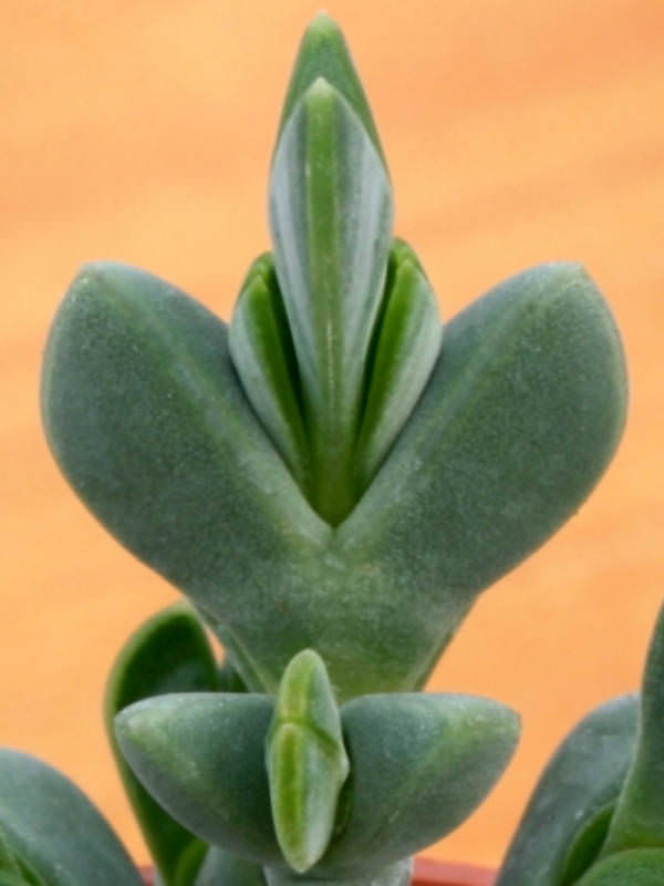 Braunsia apiculata Ice Plant World of Succulents