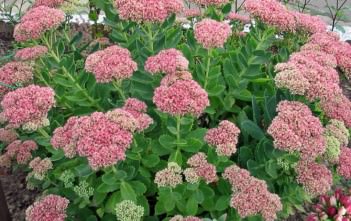 Hylotelephium spectabile (Sedum spectabile) – Showy Stonecrop Hylotelephium spectabile (Sedum spectabile) - Showy Stonecrop, Butterfly Stonecrop