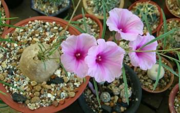 Ipomoea bolusiana Ipomoea bolusiana