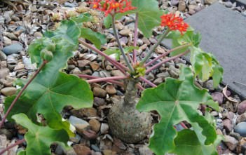 Jatropha podagrica – Buddha Belly, Bottleplant Shrub Jatropha podagrica - Buddha Belly, Bottleplant Shrub