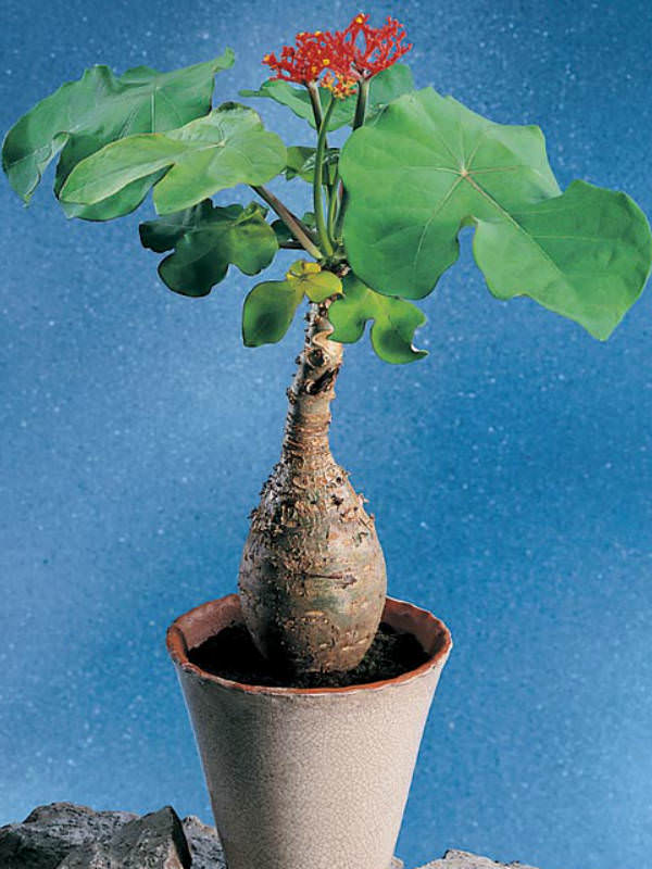 Jatropha podagrica - Buddha Belly, Bottleplant Shrub | World of Succulents