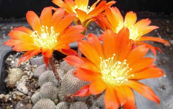 Rebutia heliosa Rebutia heliosa