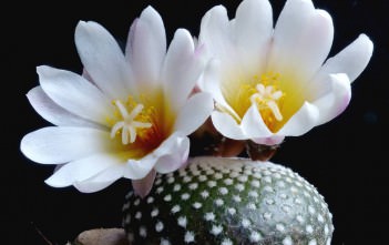Blossfeldia liliputiana (Blossfeldia liliputana) Blossfeldia liliputiana (Blossfeldia liliputana)