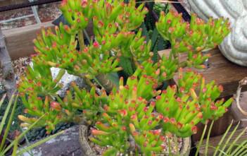 Crassula ovata ‘Gollum’ – Gollum Jade, Trumpet Jade Crassula ovata 'Gollum' - Gollum Jade Trumpet Jade